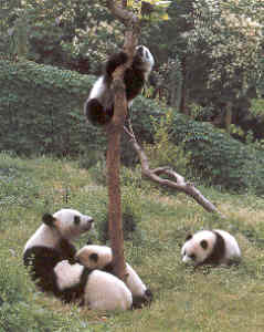 pandy v divočině tibetu