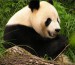 velká dospělá panda