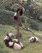 pandy v divočině tibetu